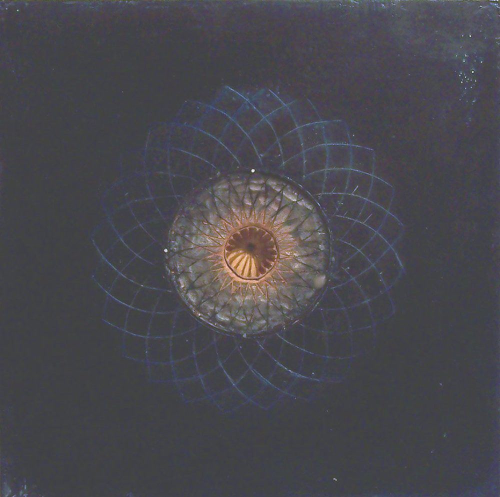 Untitled (black-poppy-pod)-for-web