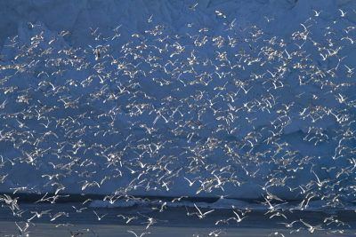 drrkcppibq7a32lzaf7n