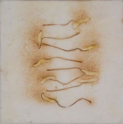 nevqpzelszqmlbn6fbiq