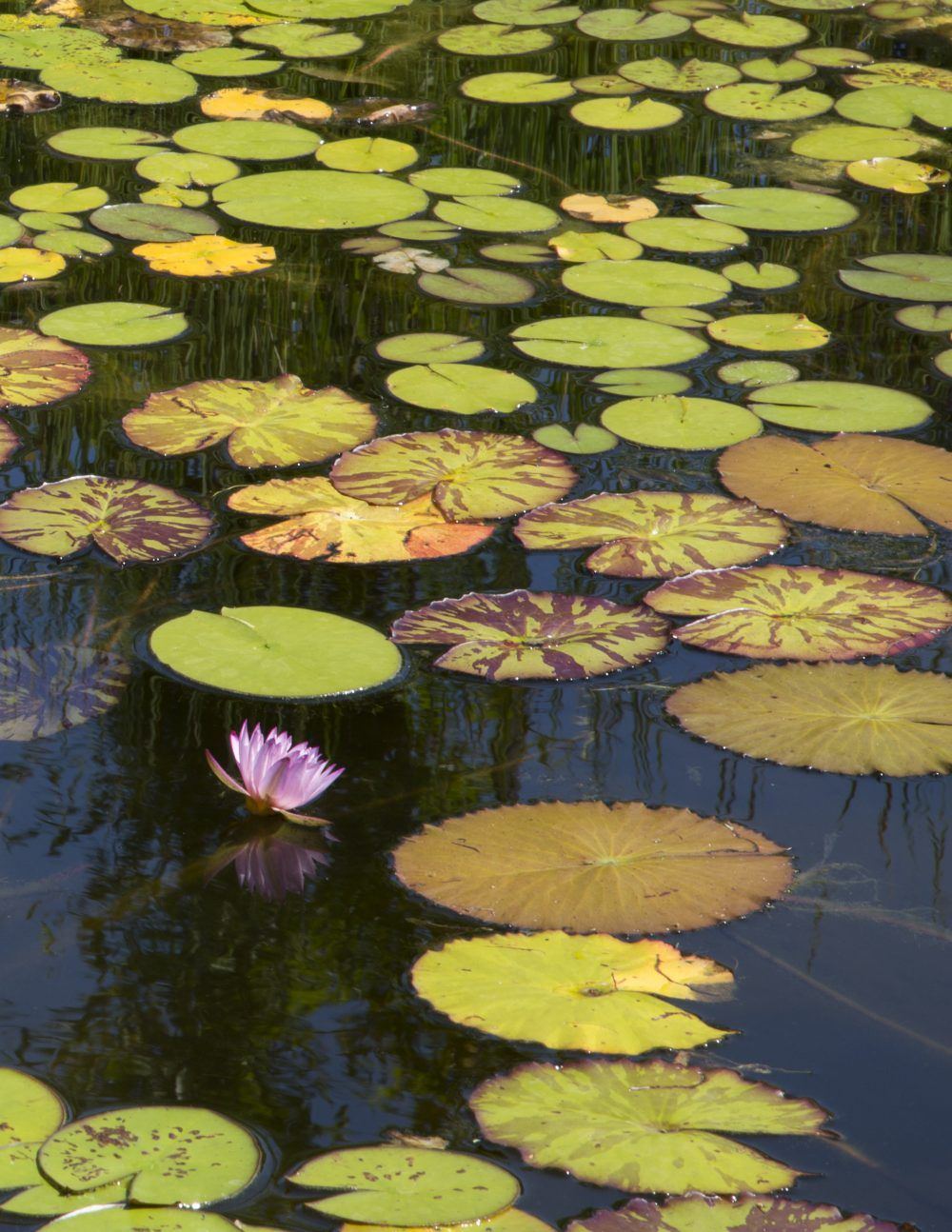 bcgmlc85iq7doielpe0q