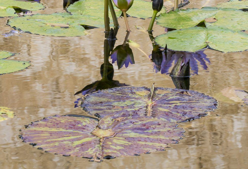 hropx1owfbt5nrxo5ysk