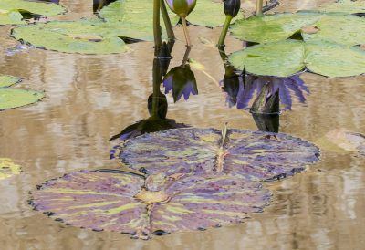 hropx1owfbt5nrxo5ysk