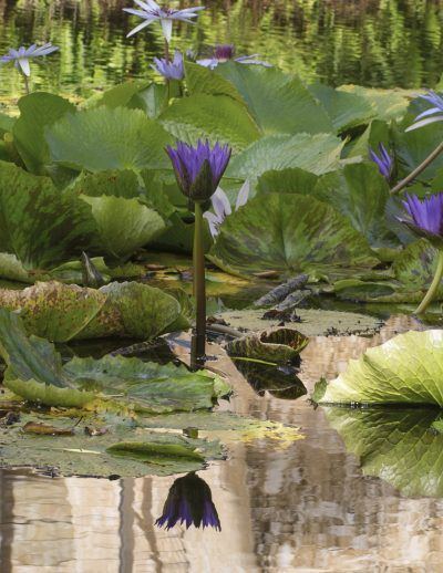 vnpxnloqpoly2j698bq5