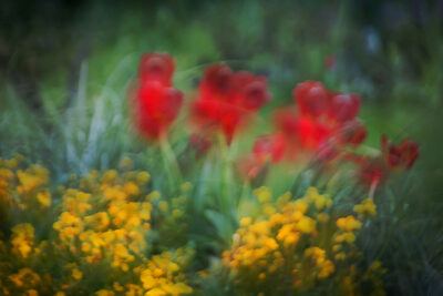 Florabundance Series for Denise Bibro