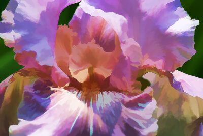 Florabundance Series for Denise Bibro