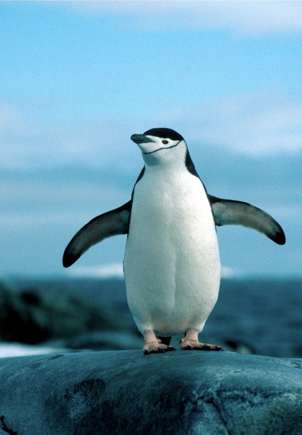 screenshot-2026-01-28-at-4.26.48pm