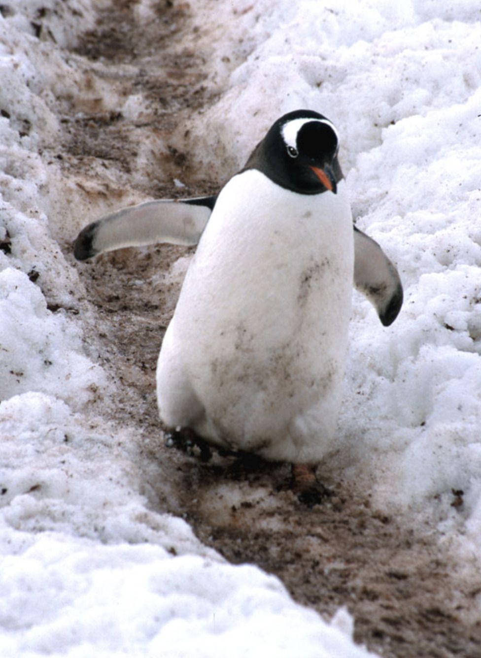 screenshot-2026-02-09-at-5.44.11pm